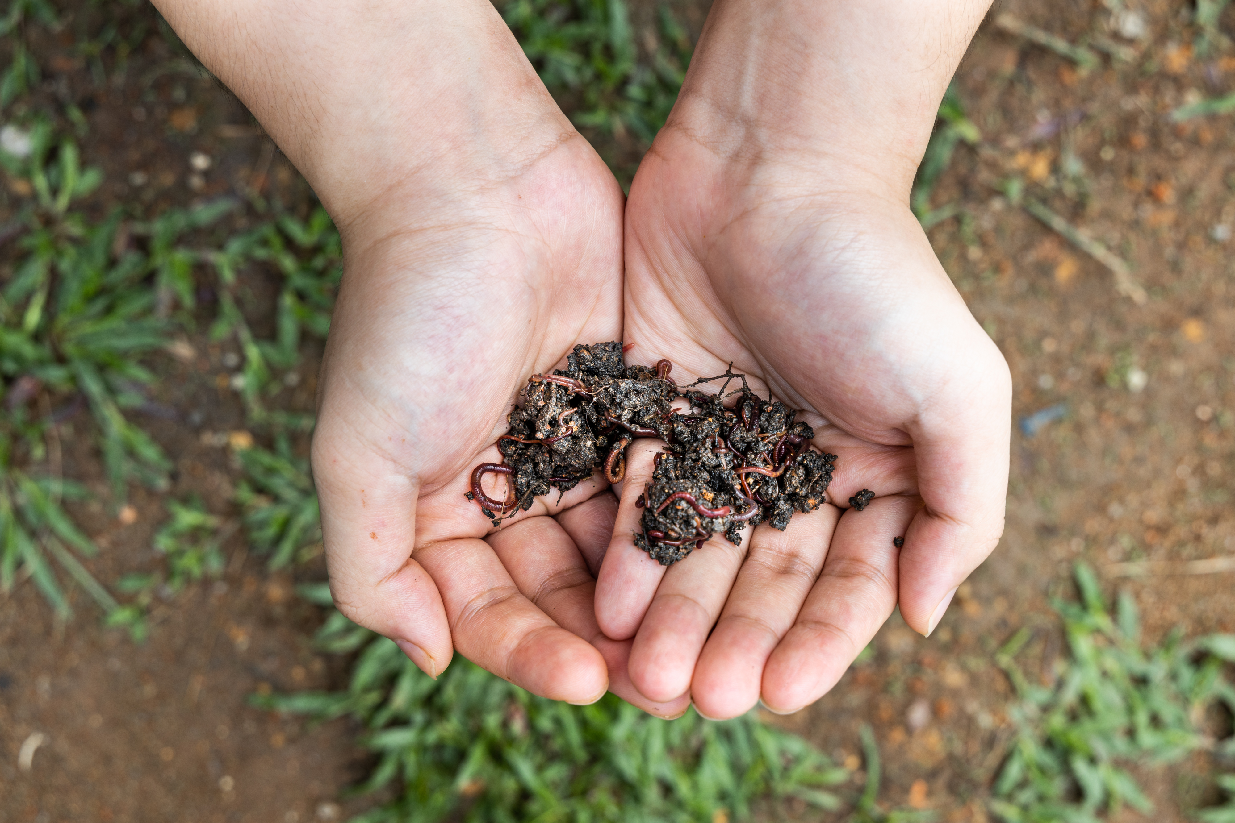 Hand holding clumps of red wrigglers earthworms for use in vermicomposting and improve soil quality